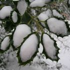 Stechpalme mit Sahnehäubchen