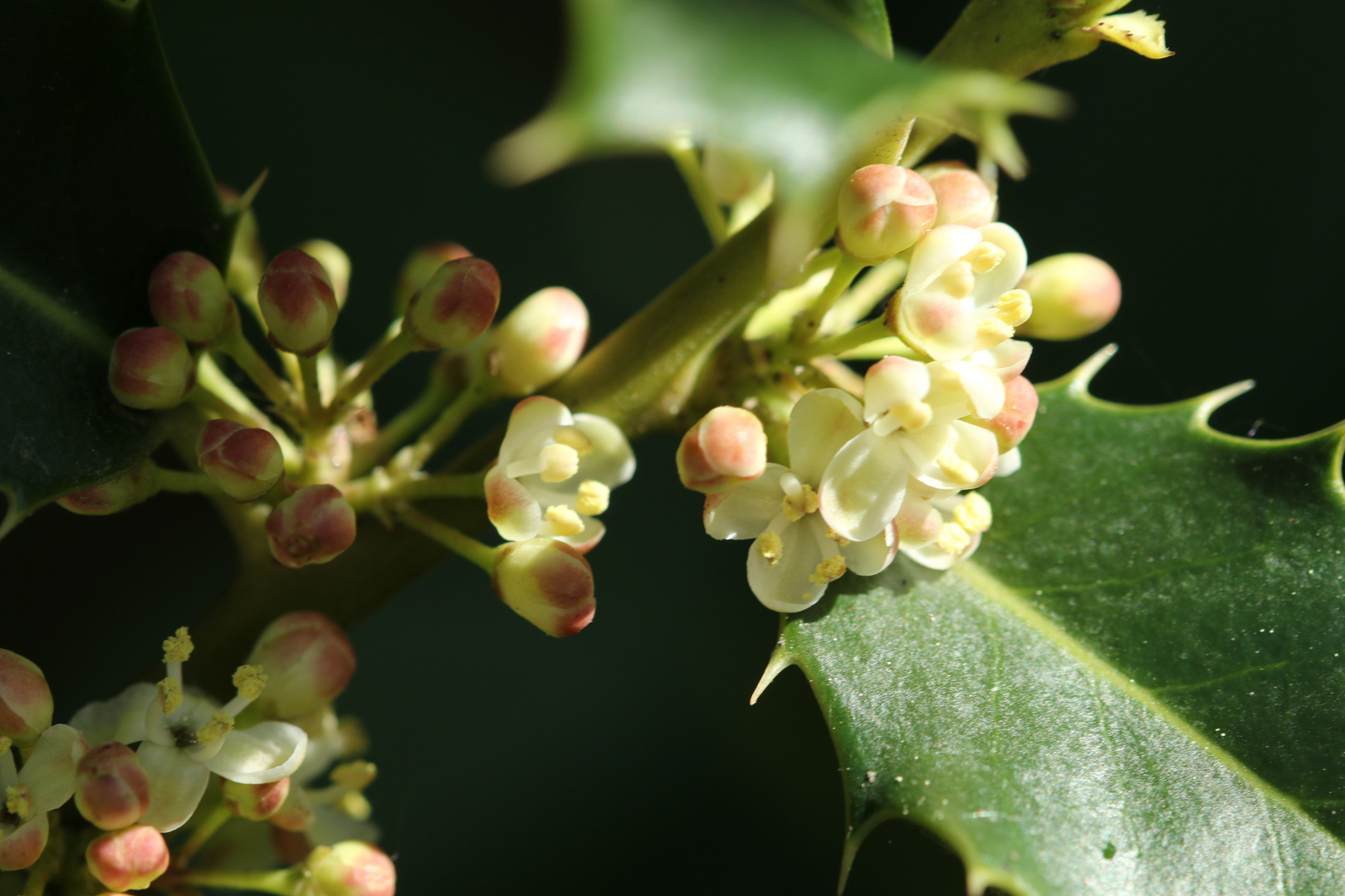 Stechpalmenblüte