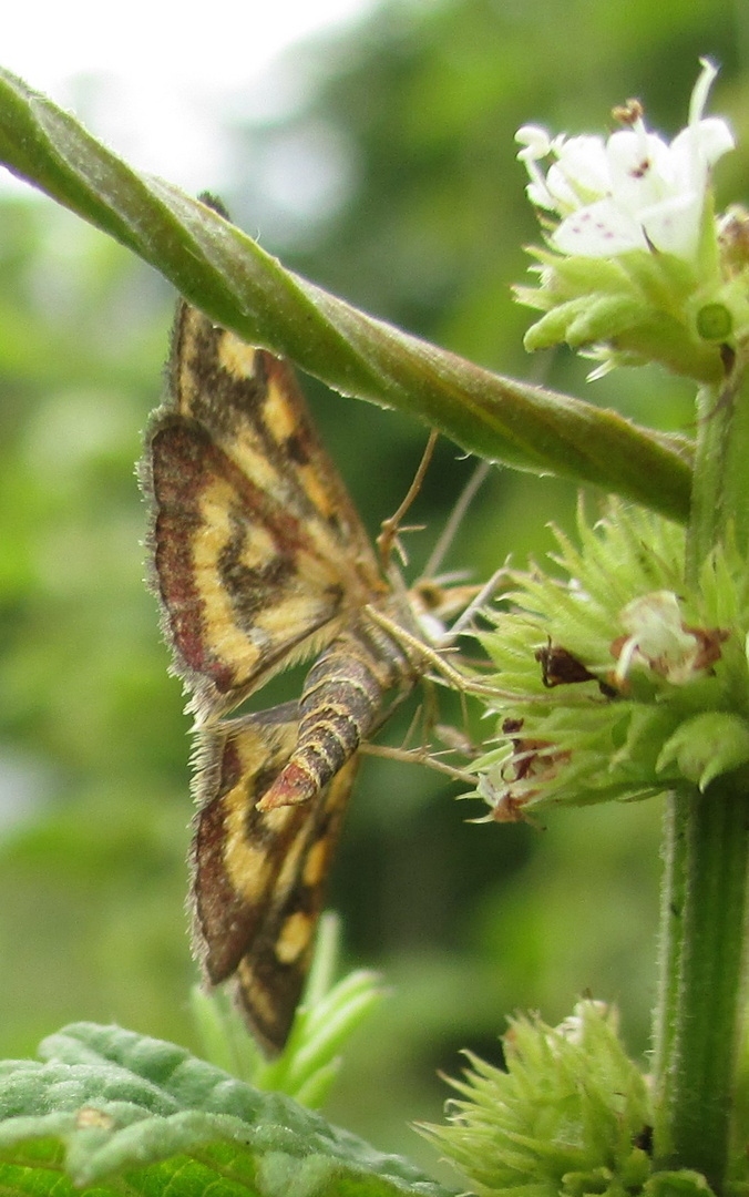 Steckbrief 2, Goldzünsler Pyrausta aurata, best.v. Claude Perret