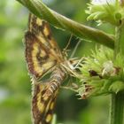 Steckbrief 2, Goldzünsler Pyrausta aurata, best.v. Claude Perret