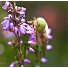 Steckbrief, Bremse Atylotus loewianus