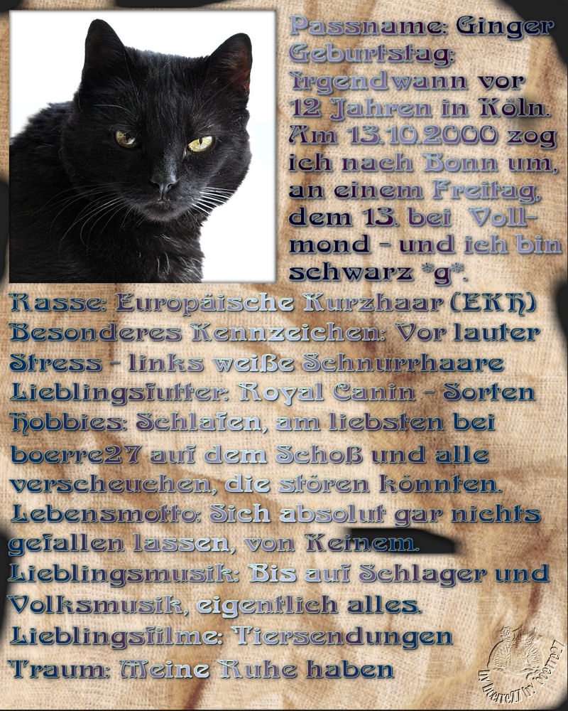 Steckbrief Katze Englisch