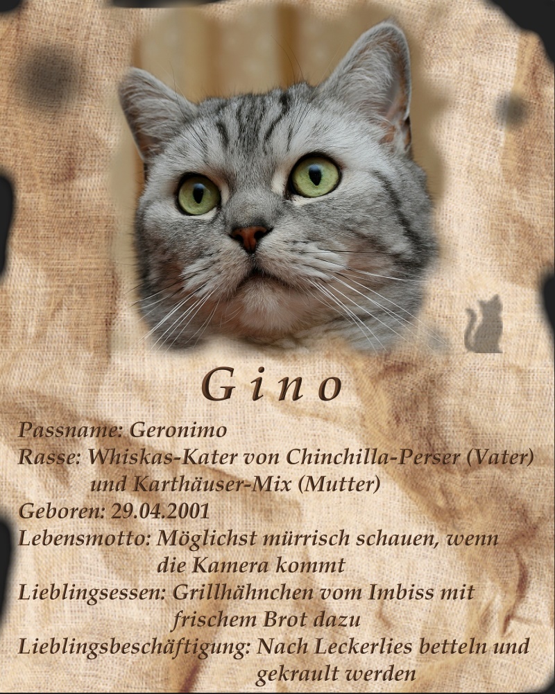 Steckbrief Gino