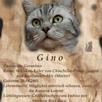 Steckbrief Gino