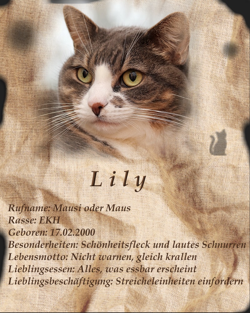 Steckbrief Lily
