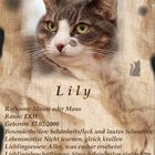 Steckbrief Lily