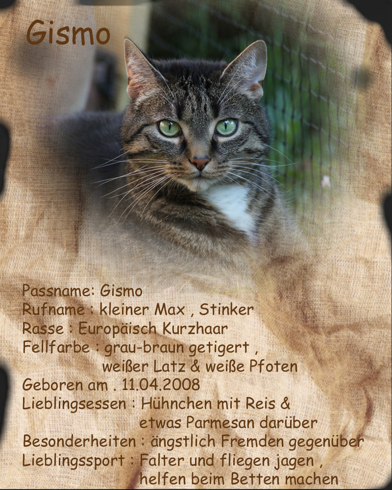 Steckbrief Von Gismo Foto Bild Tiere Haustiere Katzen Bilder Auf Fotocommunity
