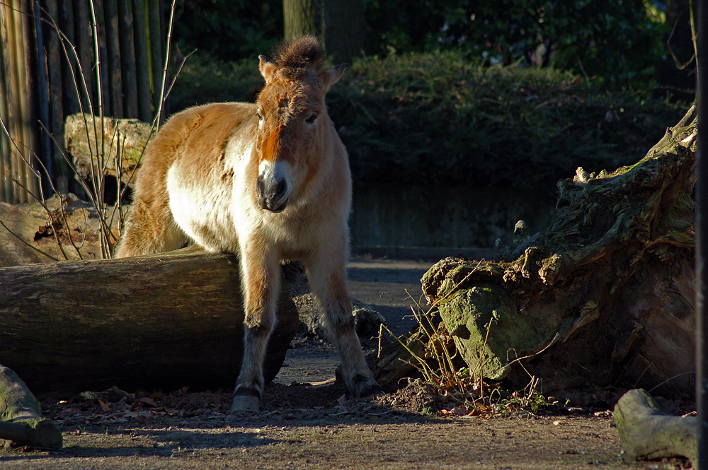 Steckenpferd (Esel)