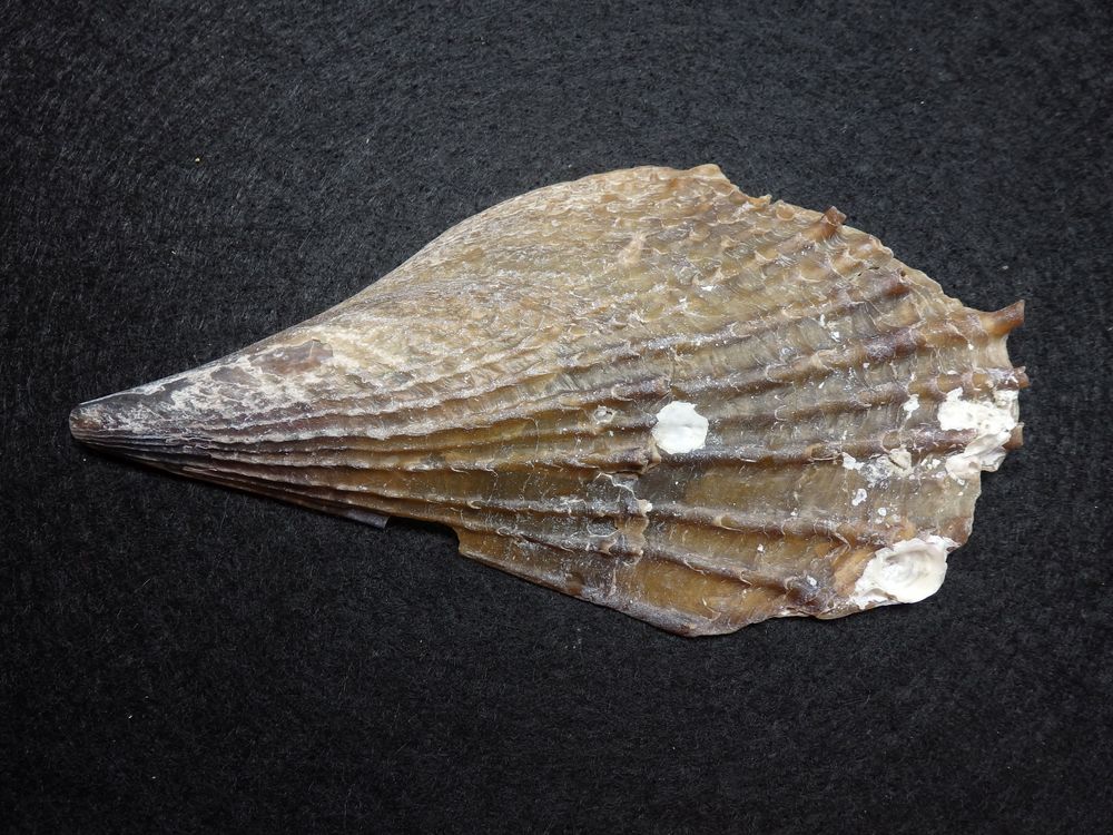 Steckmuschel Pinna