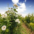 ... stecknadelkopfgroß sind jetzt die Trauben am Kaiserstuhl ...