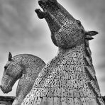 Steel  Ahead    --   The Kelpies   ©D4738_IPBW-F2h