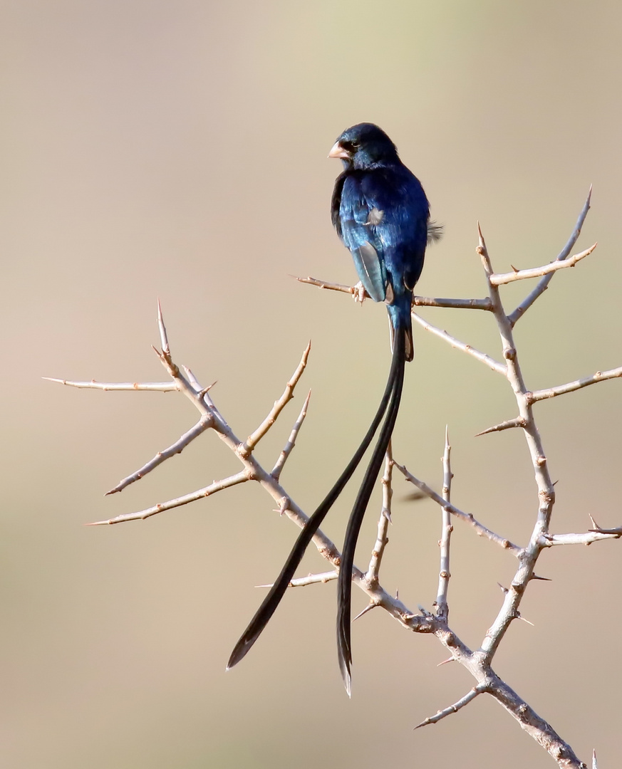 Steel-blue Whydah (Vidua hypocherina)