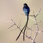 Steel-blue Whydah (Vidua hypocherina)