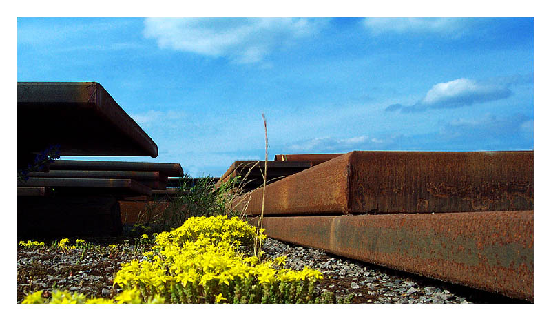 steel vs. nature von Markus Scherf