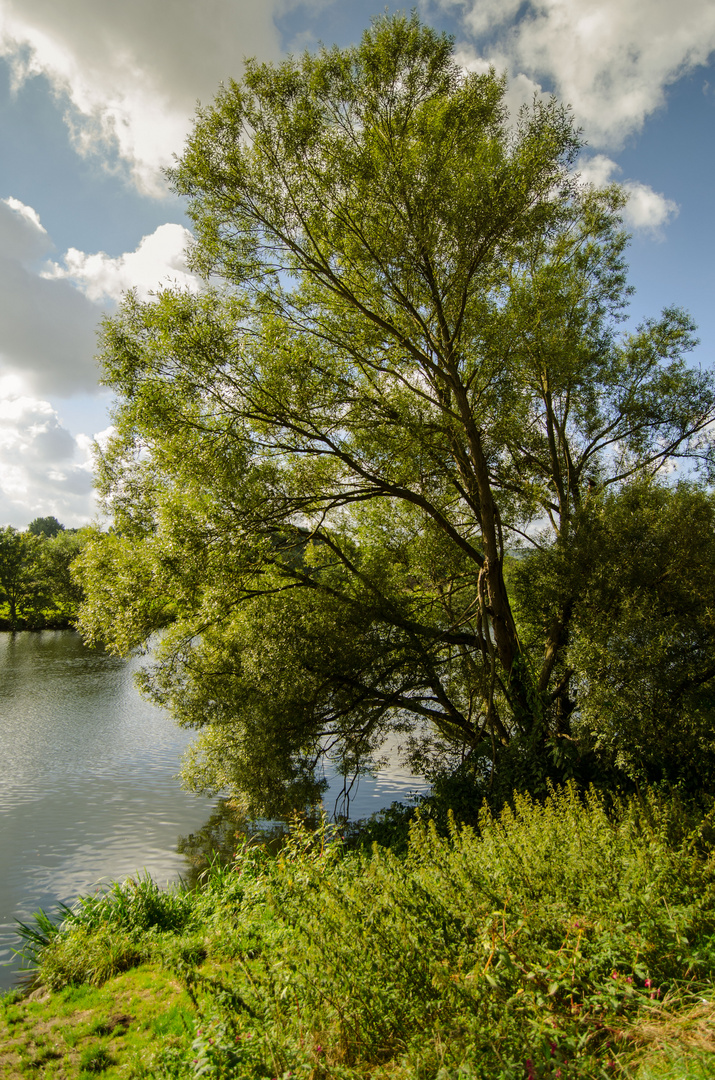 Steele Ruhr (Baum)