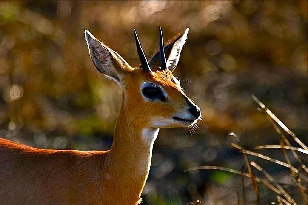 Steenbock