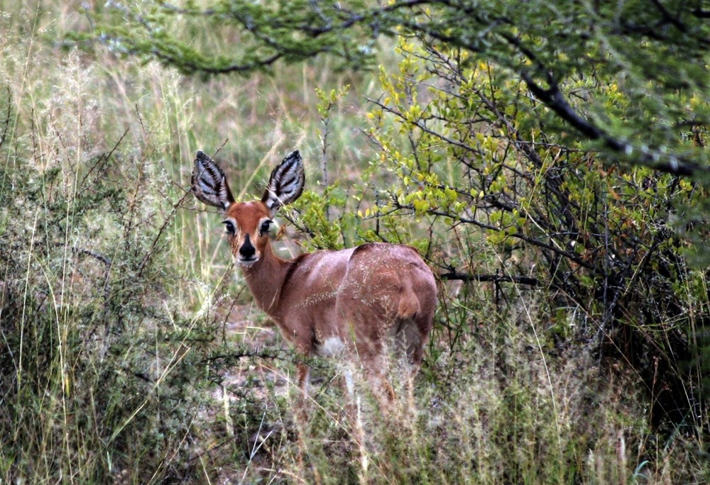 Steenböckchen-Namibia