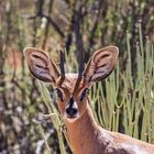 Steenbok 