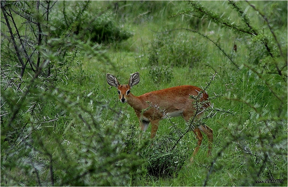 " Steenbok "