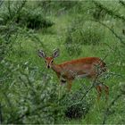 " Steenbok "