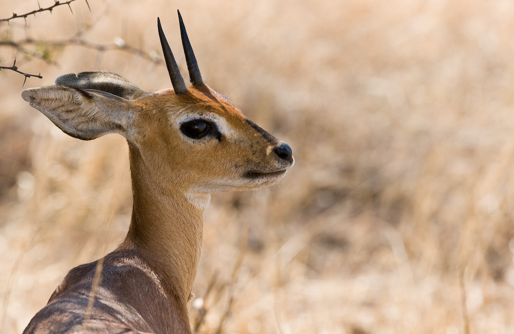 Steenbok