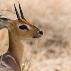 Steenbok