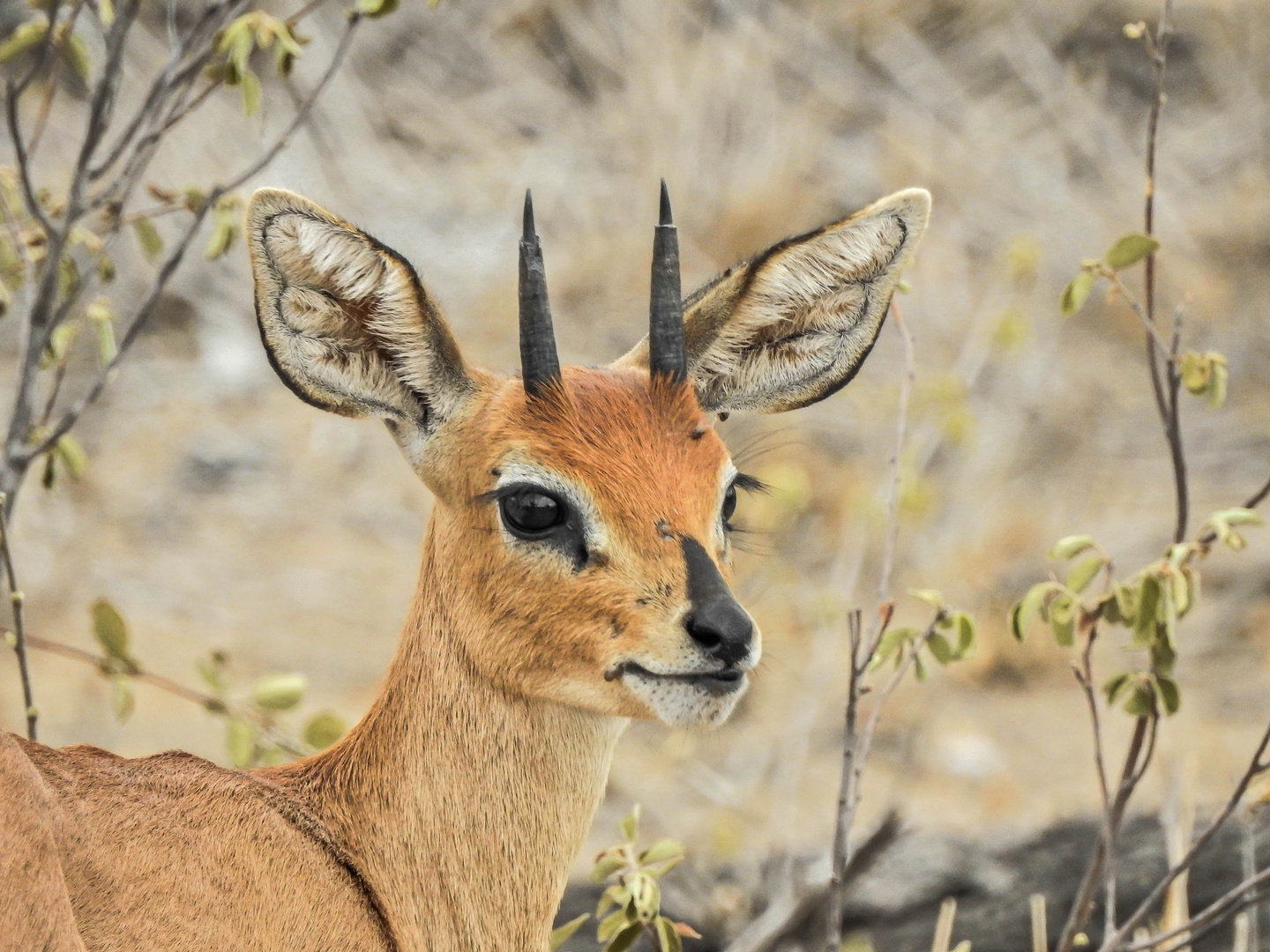 Steenbok