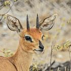 Steenbok