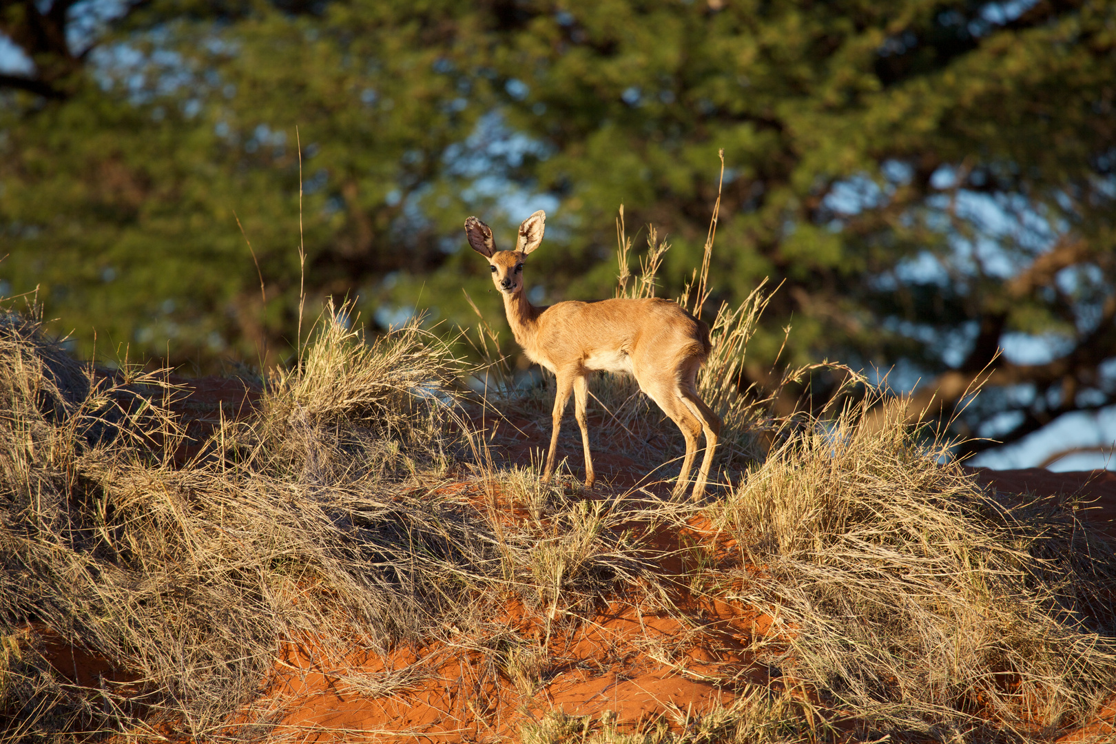 Steenbok