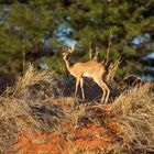 Steenbok