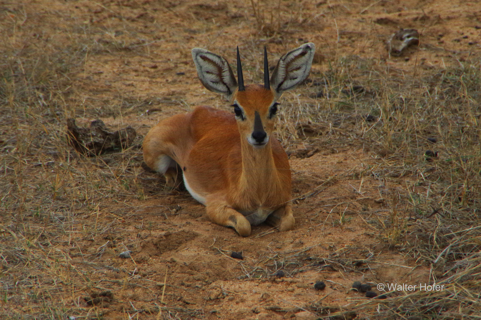 Steenbok