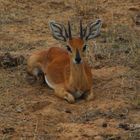 Steenbok