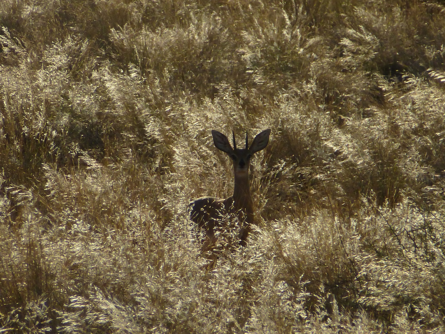 Steenbok