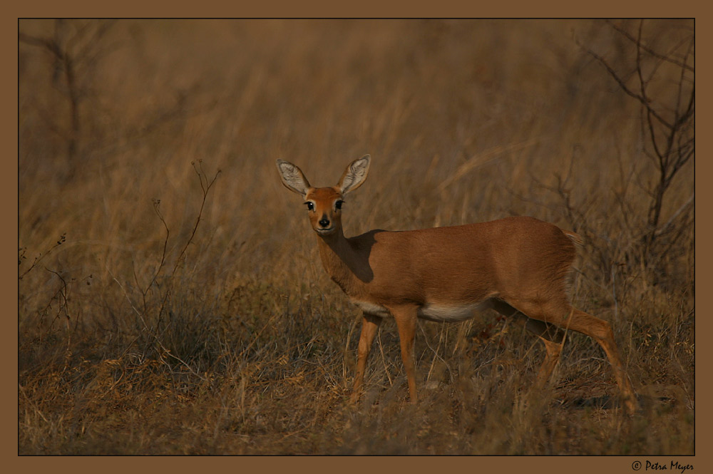 Steenbok @ morning light :-)