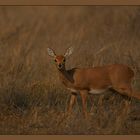 Steenbok @ morning light :-)