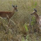 Steenbok-Pärchen