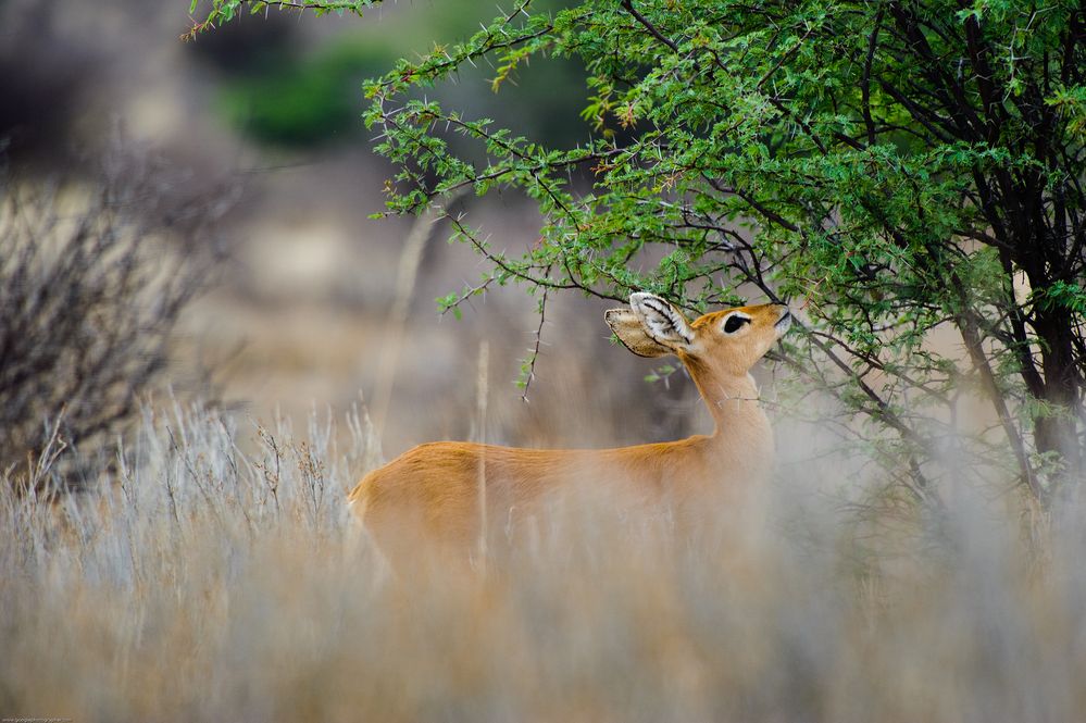 Steenbokkie feeding