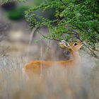 Steenbokkie feeding