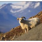 Steep Slope Sheep