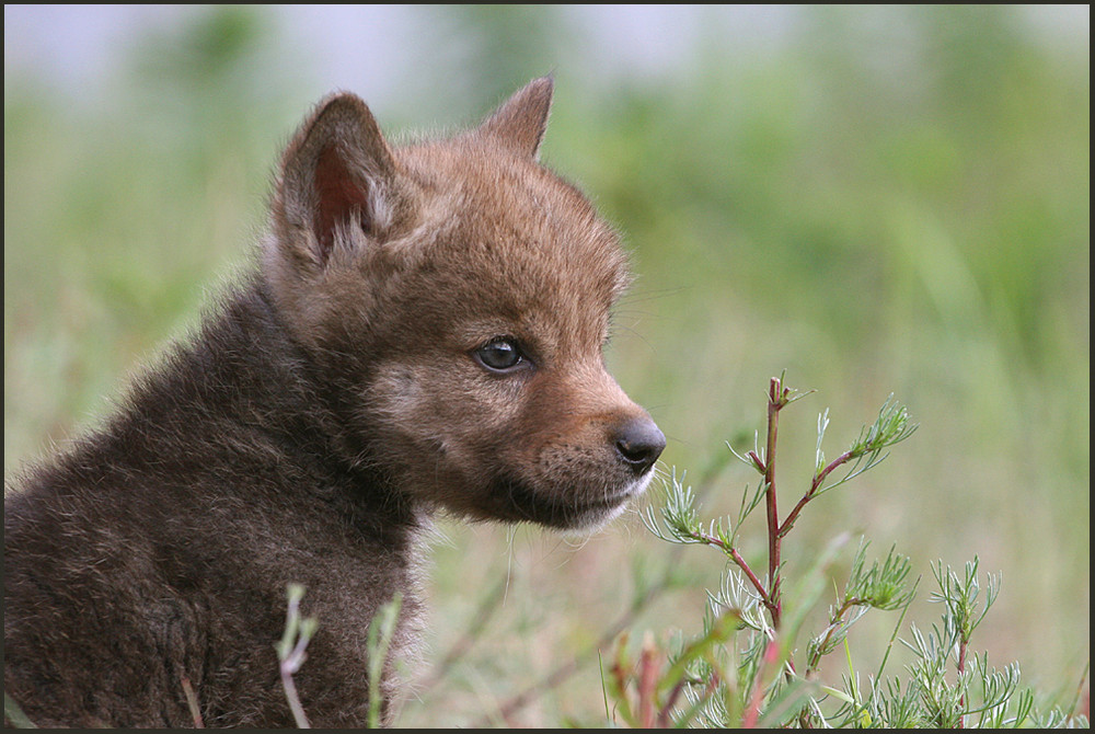 Stefan, russischer Wolfswelpe