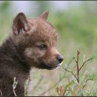 Stefan, russischer Wolfswelpe