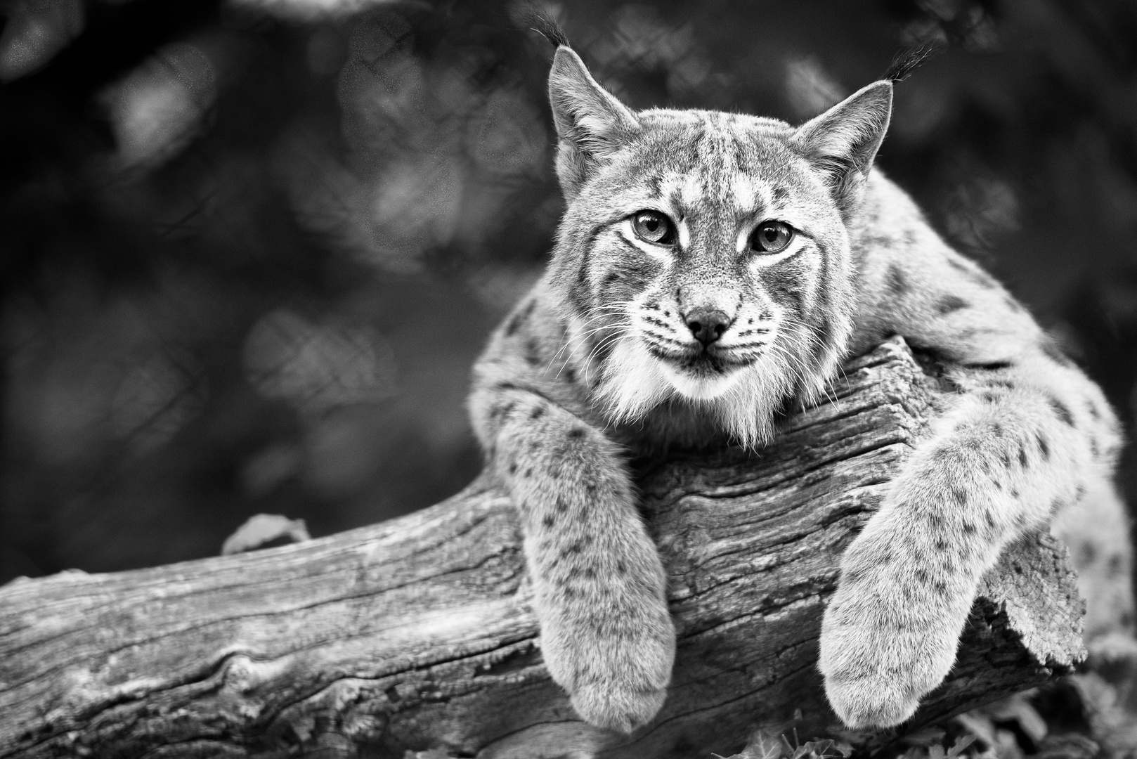 Stefe_Luchs_001