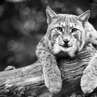 Stefe_Luchs_001