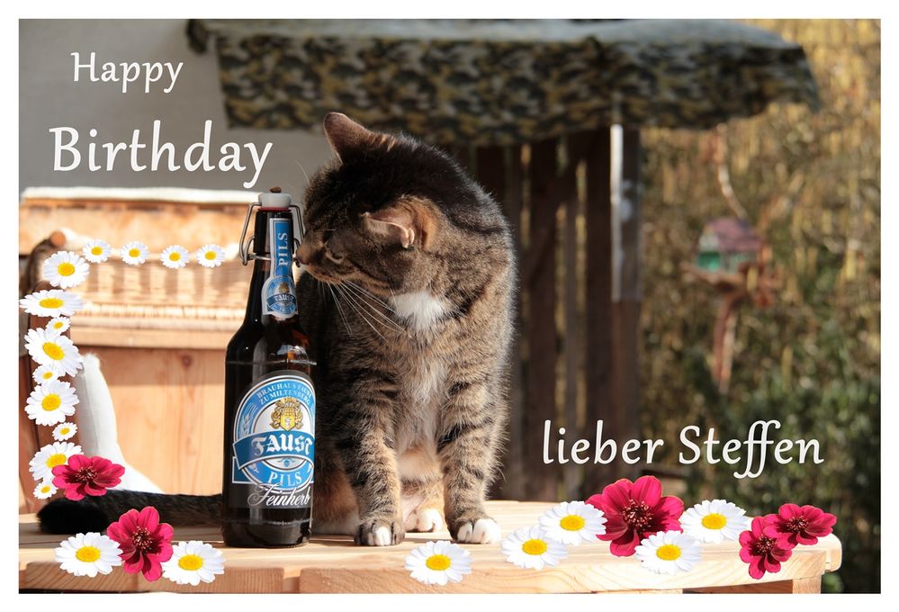 Steffen hat Geburtstag Foto & Bild spezial, katzen, haustiere Bilder