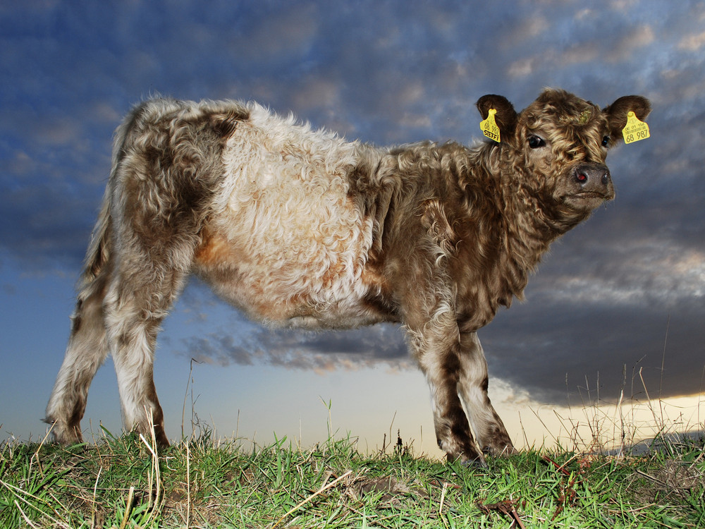 Steffi - Belted Galloway