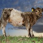 Steffi - Belted Galloway