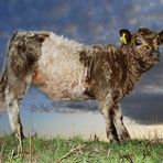 Steffi - Belted Galloway