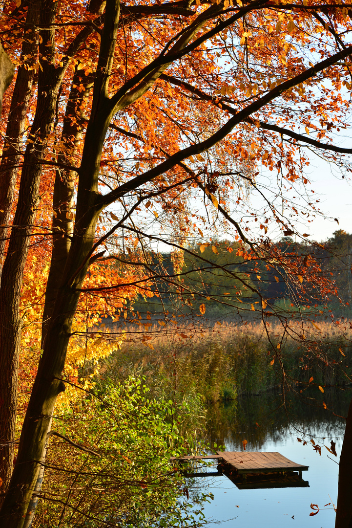 Steg am Teich