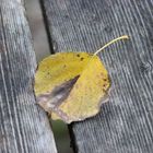 Steg am Waldsee Leverkusen 