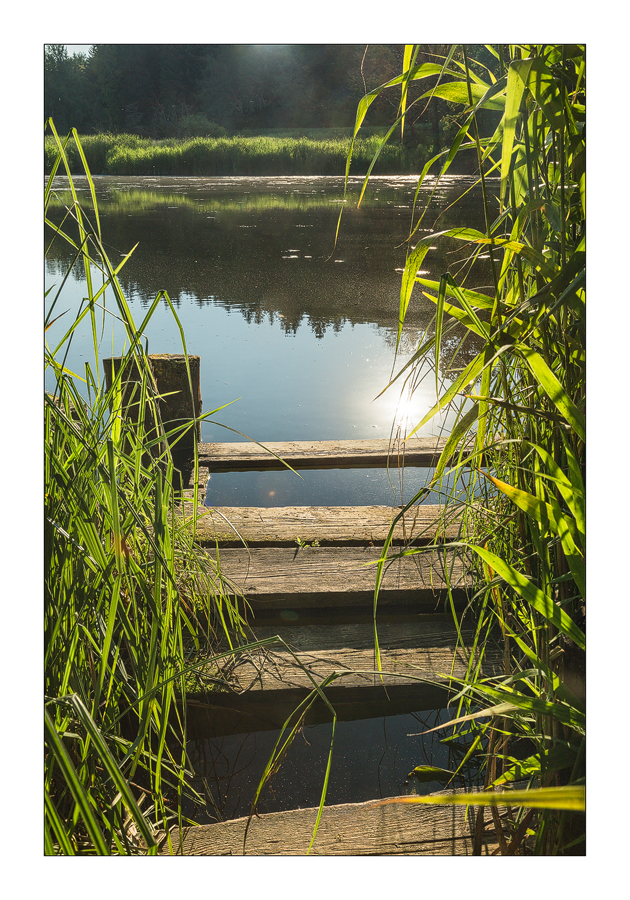 Steg am Weiher